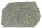 Two Ordovician Brittle Stars (Ophiura) - Morocco #327199-1
